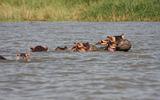 Ethiopia - Lago Chamo - Ippopotami - Hippos - 06